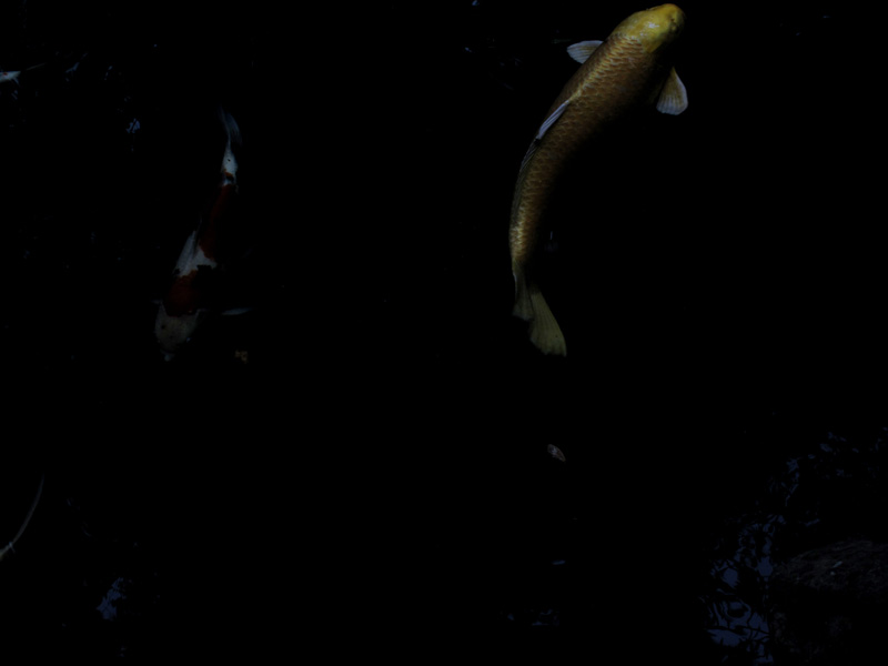 photograph of Japanese carps koi in black water by katrin paul. Fotografie von Japanischen Karpfen - Koi im schwarzen Wasser von Katrin Paul. cold waters © Katrin Paul Bild