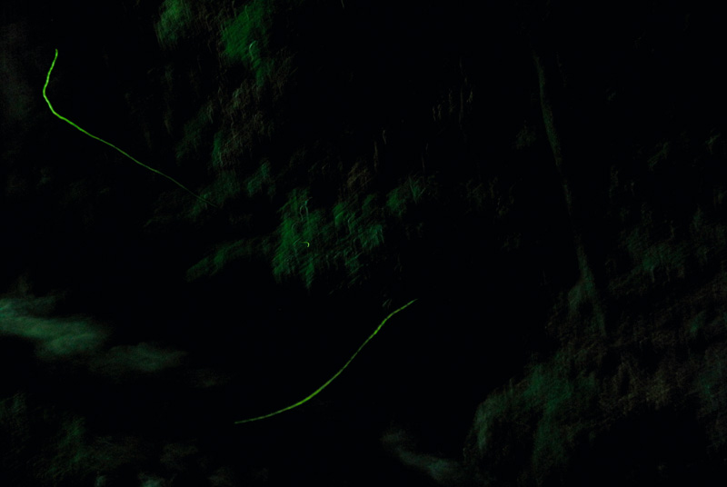 photograph of fireflies in black forest, black night by katrin paul, Fotografie von Gluewuermchen im schwarzen Wald, in schwarzer nacht von Katrin Paul Bild